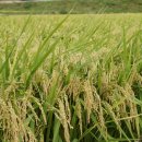 돈이좋은세상 티스토리