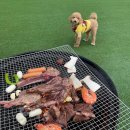 댕댕이꺼 이미지