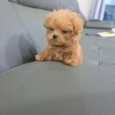 인천강아지분양 홍스퍼피 본점 | 🐶 인천 강아지분양 고민 끝! 홍스퍼피에서 만난 우리 초코 이야기💛
