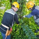 관음사의 왕벚나무자생지 이미지