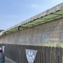 킁킁제과 | [강원도] 춘천 야외 운동장 있는 대형 애견카페 발바닥 추천 입장료 무료 (내돈내산)