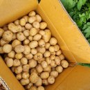 광성농장-2 이미지