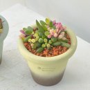 꽃나비다육이랑