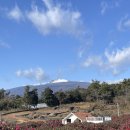 ㈜제주동백렌트카 | [제주] 겨울 여행 제주 3일차(동백포레스트, 애월카페 팀블로우, 자매국수)