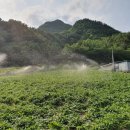 삼본농장 이미지