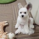 이쁜 댕댕이 이미지