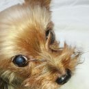 최강아지 이미지