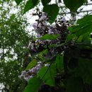 사과꽃 피는 저녁 이미지