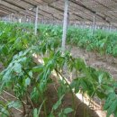 진악산농장 이미지