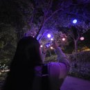 남강오리알 | 가을 데이트 진주 유등축제 솔직 후기