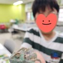 카멜레온