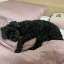 1004치킨 이미지