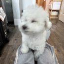 비숑민박
