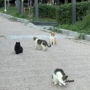 장군봉 근린공원 화장실 | 장군봉 고양이들, 귀여운 고양이들, 장군봉 산책, 장군봉 근린공원