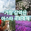국화 | 감악산 아스타 국화축제 후기 애견동반 토요일 소요시간 주차 정보