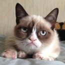 잘난돌스 이미지