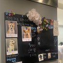 꽃길만 걷개 이미지