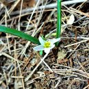 산자고 &#39;변산국립공원&#39; 이미지