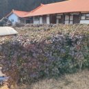 화통家 | #동백꽃 묘종' 할머니께서 시집오실 때 묘종 한 삽에 떠서 가저 오신 동백꽃이랍니다!!! 시집살이로...
