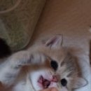 천안고양이 분양 냥블리 이미지