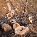 나무한그루 이미지