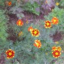 가르멜수도원 이미지