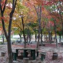 화명 대천천 유아숲의 가을단풍 2 이미지