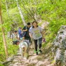 하루댕댕 이미지