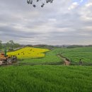 보리밭 노래비 이미지