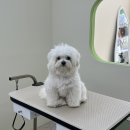 아워퍼피 이미지