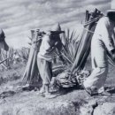 아리랑농장 이미지