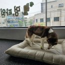 데일리멍 애견유치원, 애견호텔 이미지