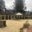 커피 플라워 이미지