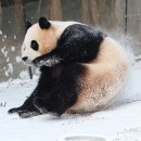 데굴데굴 이미지