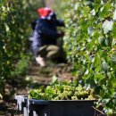 Matières premières : « Le champagne est sur la réserve » 이미지