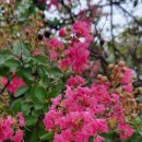 서부초등학교 사거리 이미지