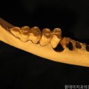 원데이치과의원 | 강남치과 원데이치과의원 제1관 전문성이 느껴지는 곳