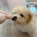 펫프렌즈 이미지