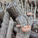 노아한우농장 이미지