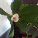 장미꽃핀집 이미지