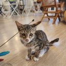 별이랑 놀자 이미지