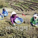 보성춘파다원 이미지