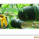 봉화단호박