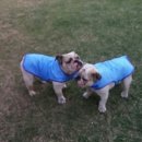 야옹이네 이미지