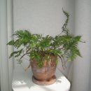 뜰에꽃화원 | 그럼 식물들 물은. 식물들 물줘야지ㅣ식집사 기록