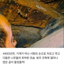 노아의 방주 이미지