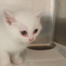 동부동물병원 이미지