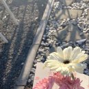 푸들푸들 이미지