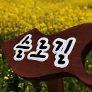 5월 11일(금)~12(토) 무박2일 청산도..슬~~로우길 걸으며 유채꽃 , 청보리 보러가자구요...(주최자: 사랑엄마, 해찬솔) 이미지