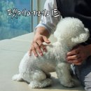 울산 강아지유치원 펫케어메이트 애견악세서리 만들기 체험 후기! (강아지 다이어트 꿀팁 공개)